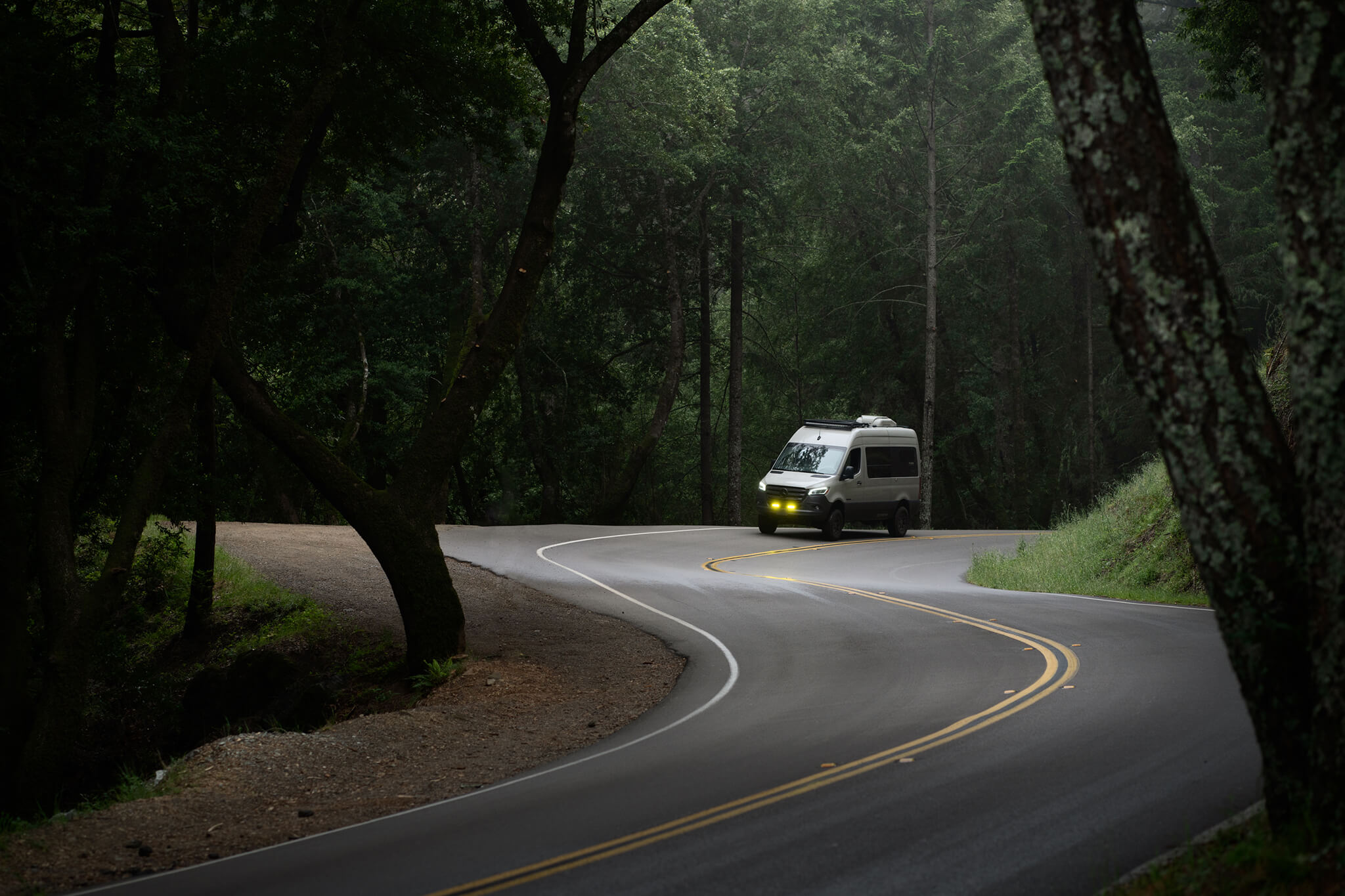 Pacific Coast Highway Forest